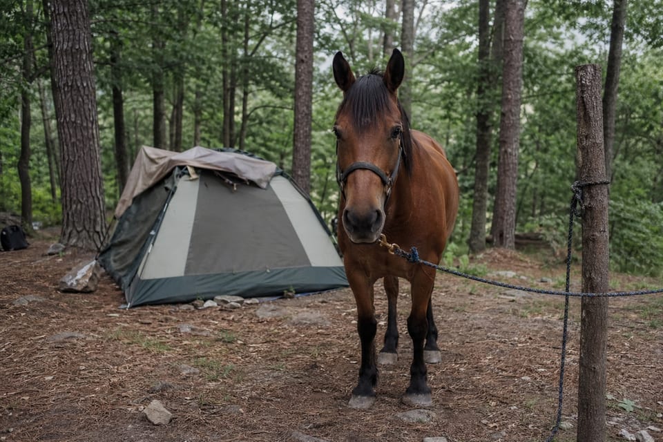 What Is Equestrian Camping?