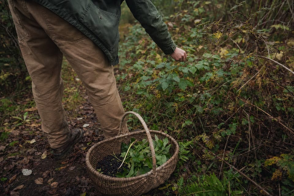 What is foraging featured image