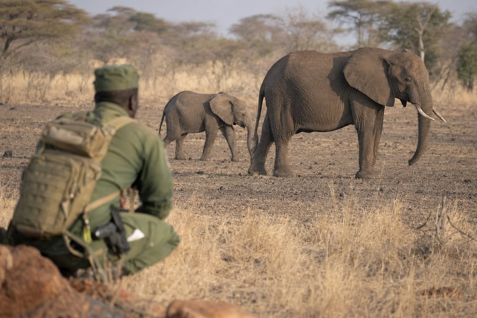 What is poaching featured image