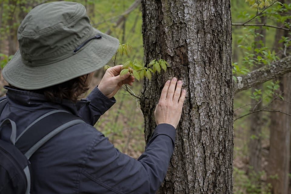 what kind of tree is this featured image