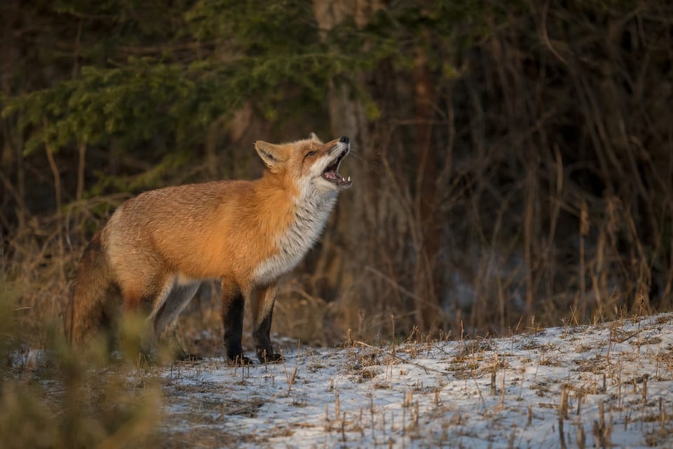what sound does a fox make featured image
