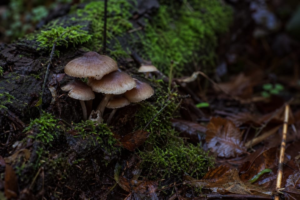 Where do mushrooms grow featured image