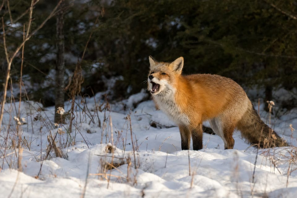 why do foxes scream featured image