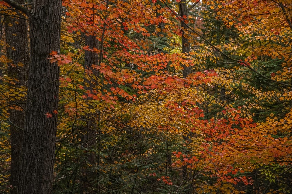 Why do leaves change color in the fall featured image