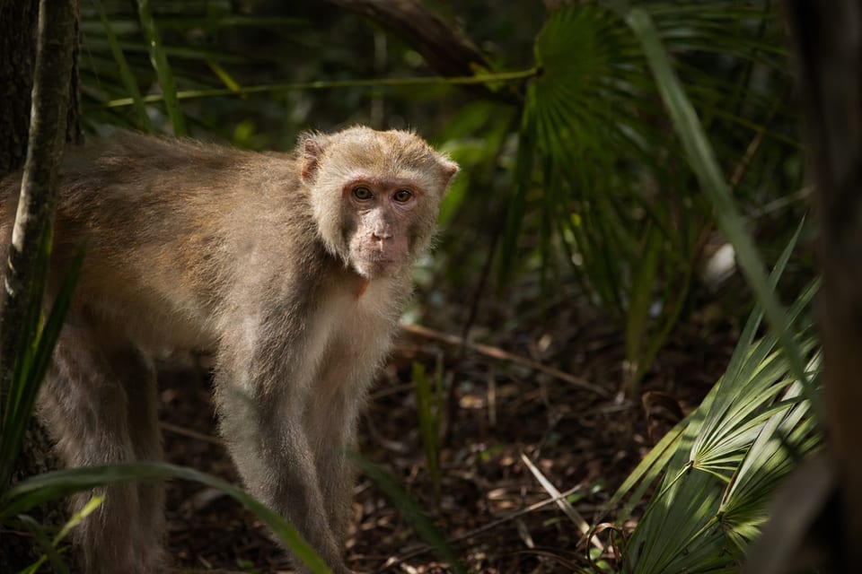 Wild monkeys in florida featured-photo