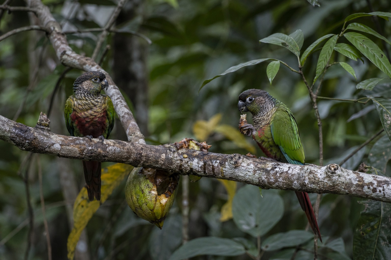 two parrots sitting on a branch