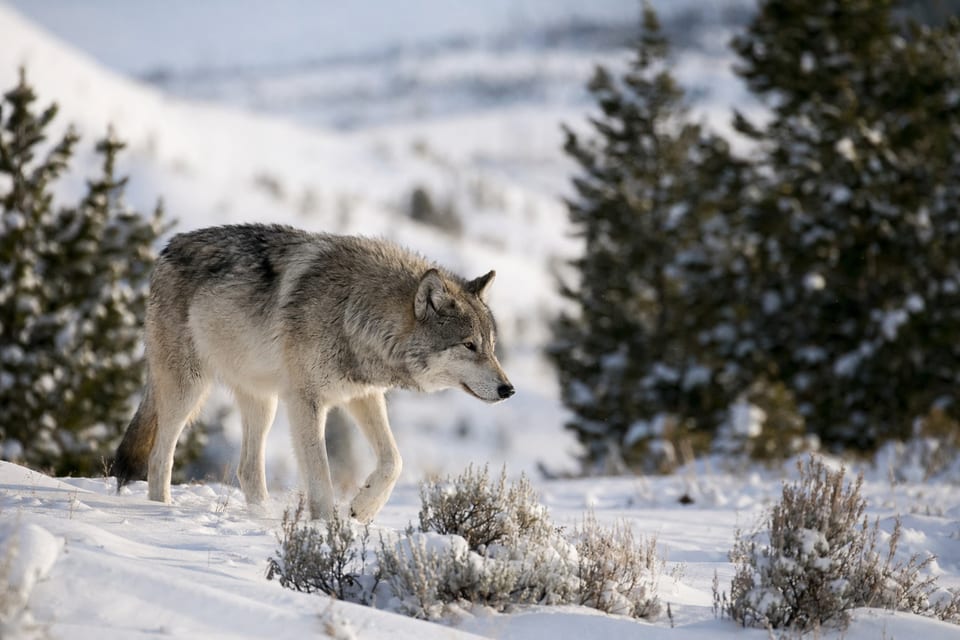 wolves in Yellowstone featured photo