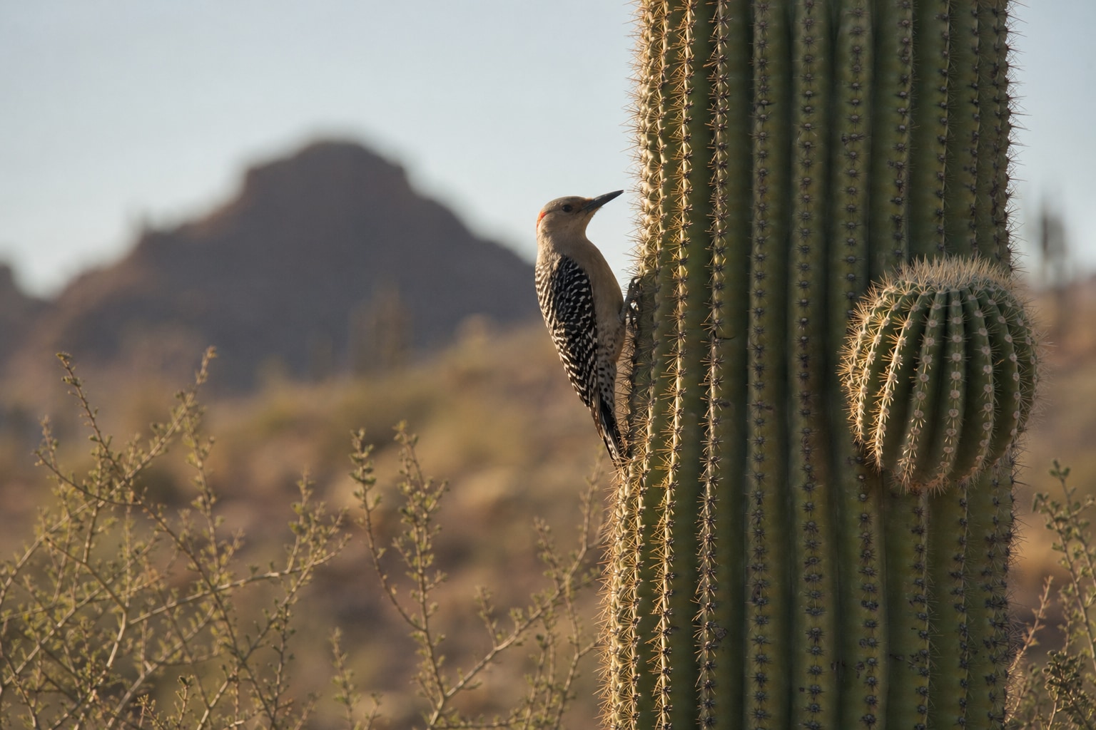 Woodpeckers in arizona featured image