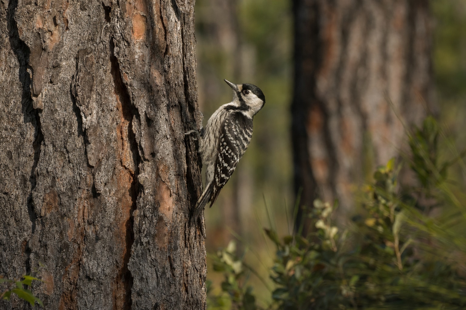 Woodpeckers in Florida featured image