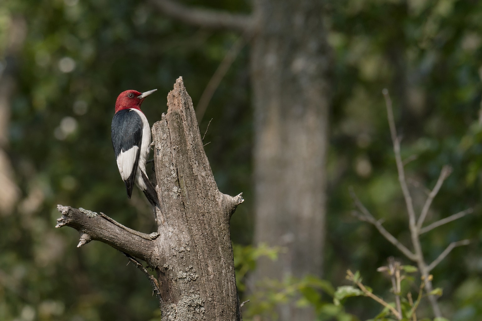 Woodpeckers in Illinois featured image