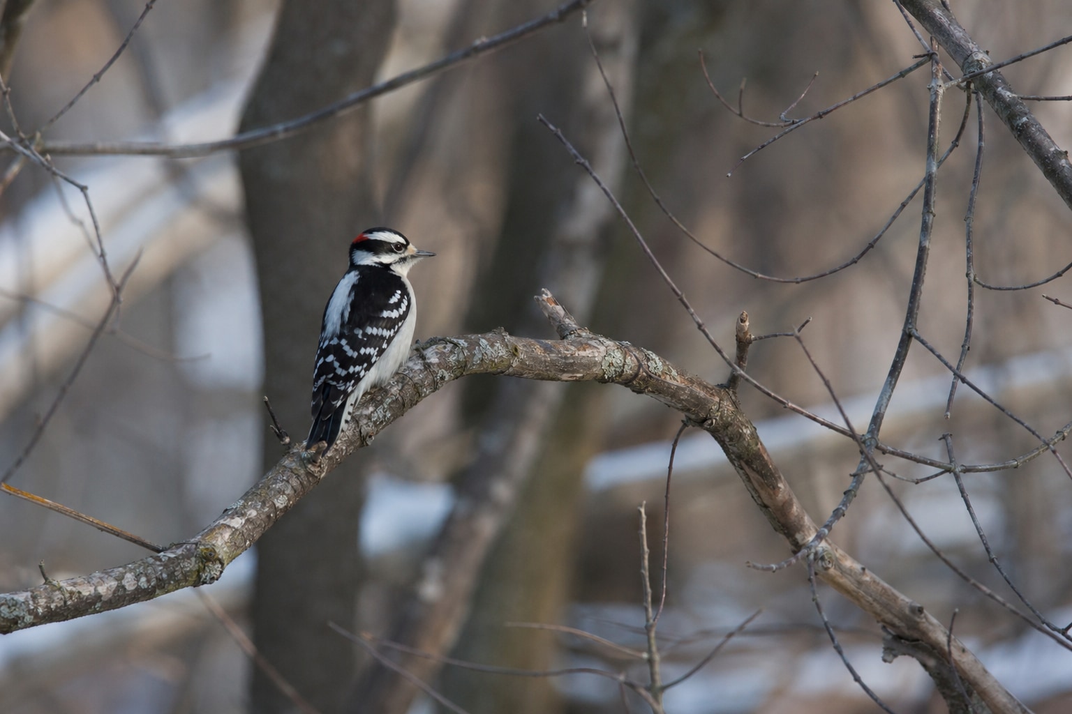 woodpeckers in Michigan featured image