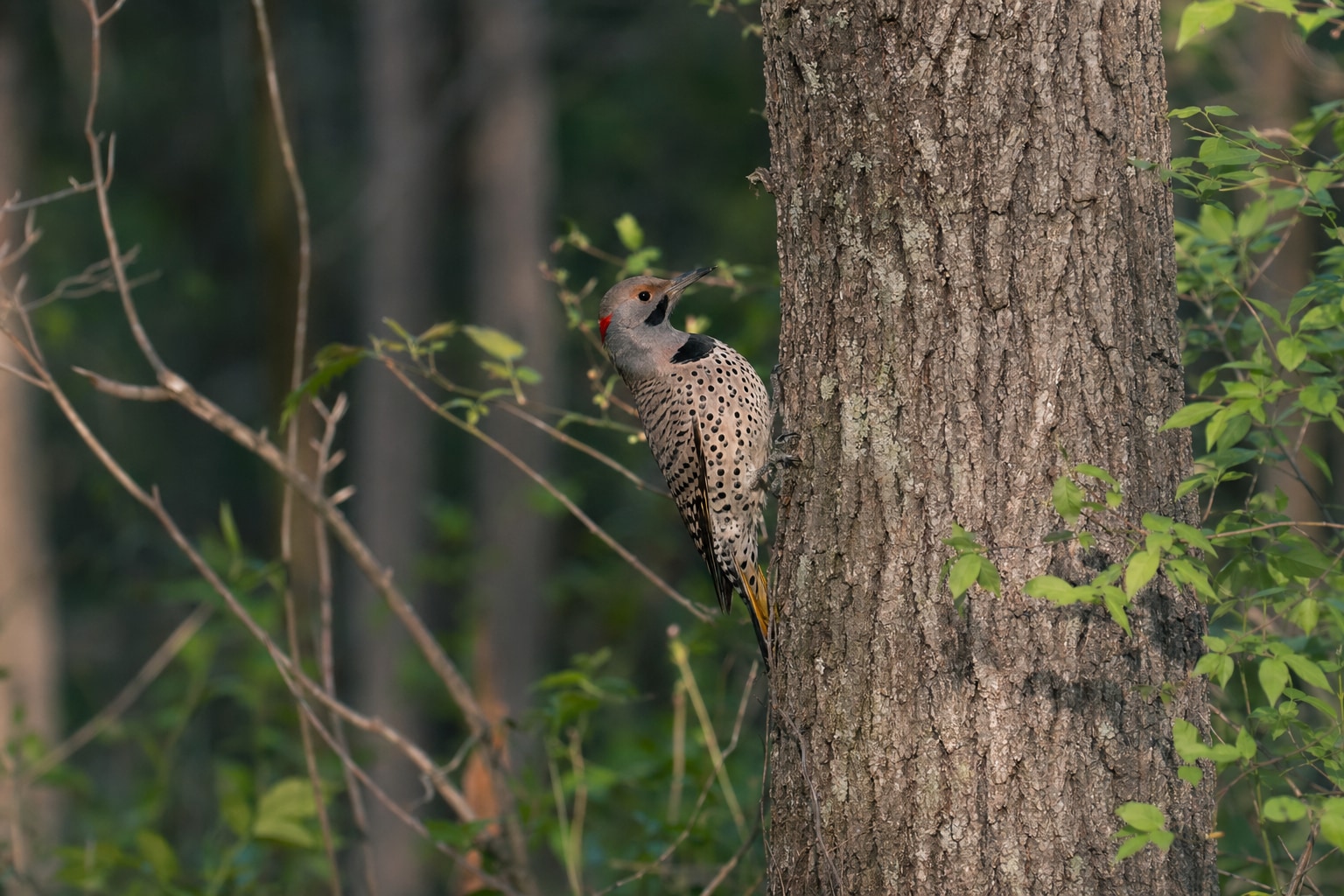 Woodpeckers in Missouri featured image