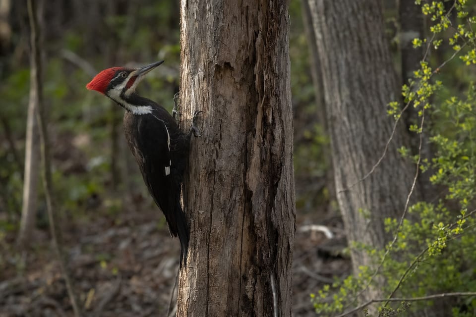 Woodpeckers in Ohio featured image