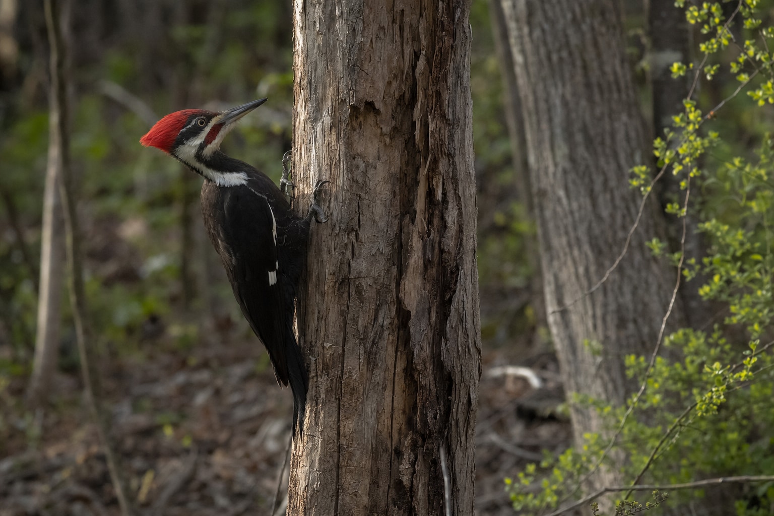 Woodpeckers in Ohio featured image