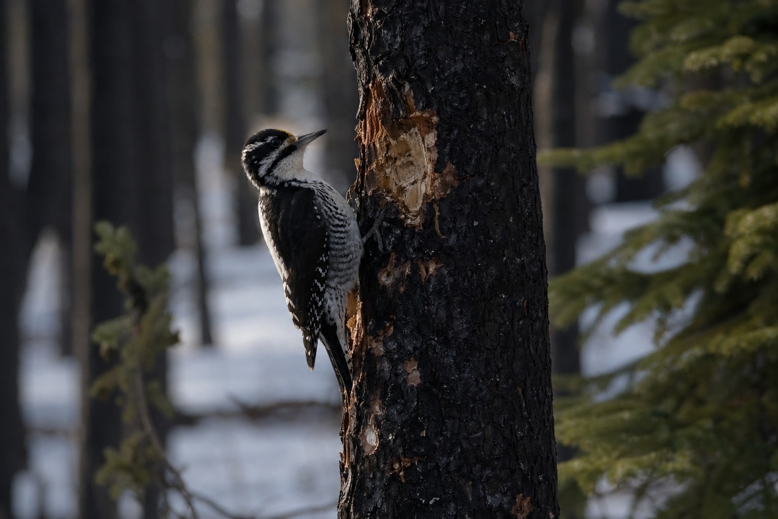 Woodpeckers in Pennsylvania featured photo