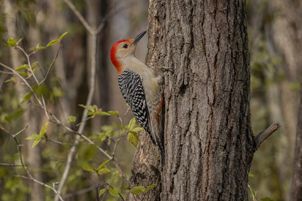 Woodpeckers in Tennessee featured image