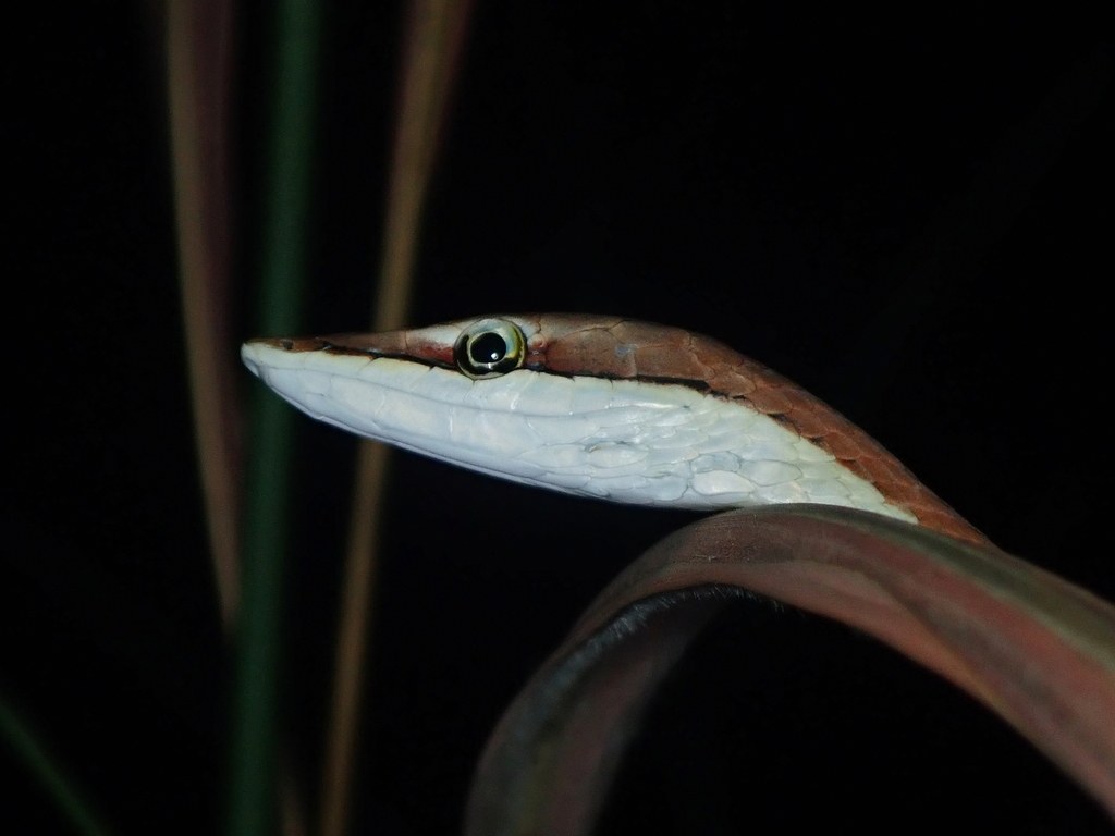 Brown vinesnake stretched along a branch