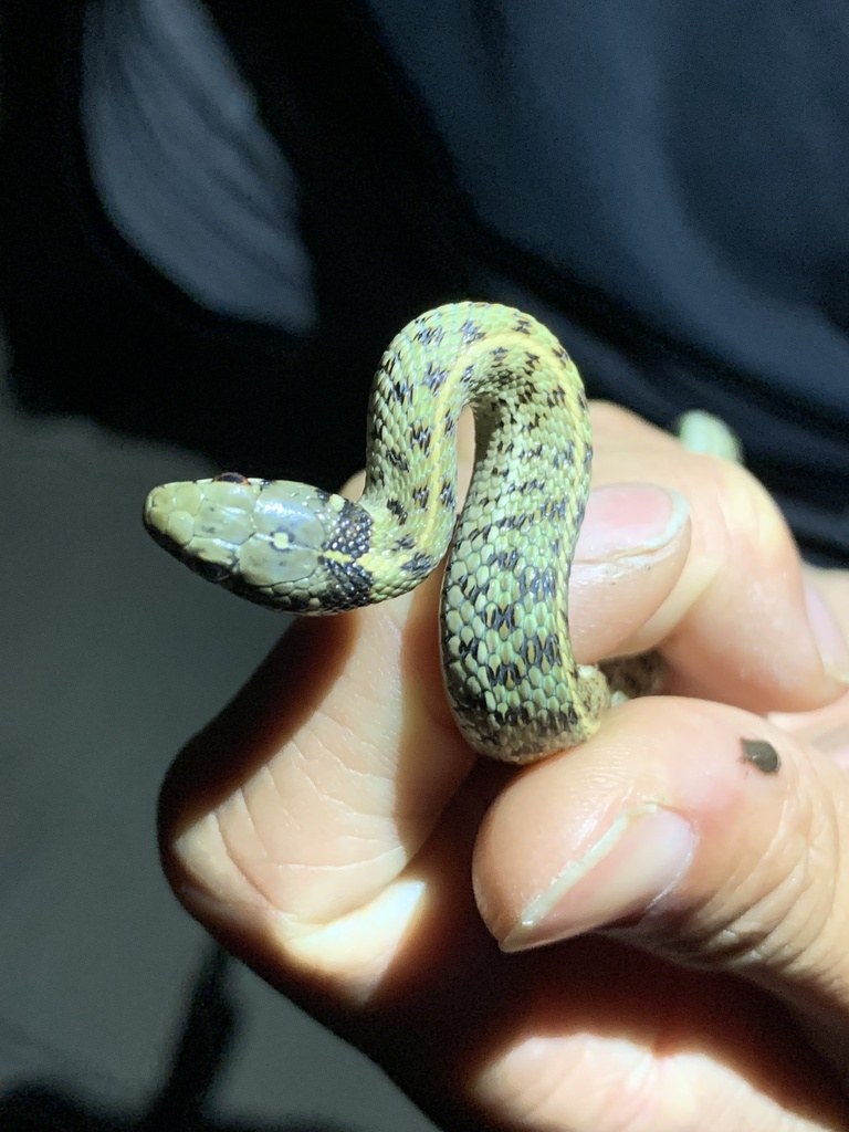 Checkered gartersnake showing a checkered body pattern