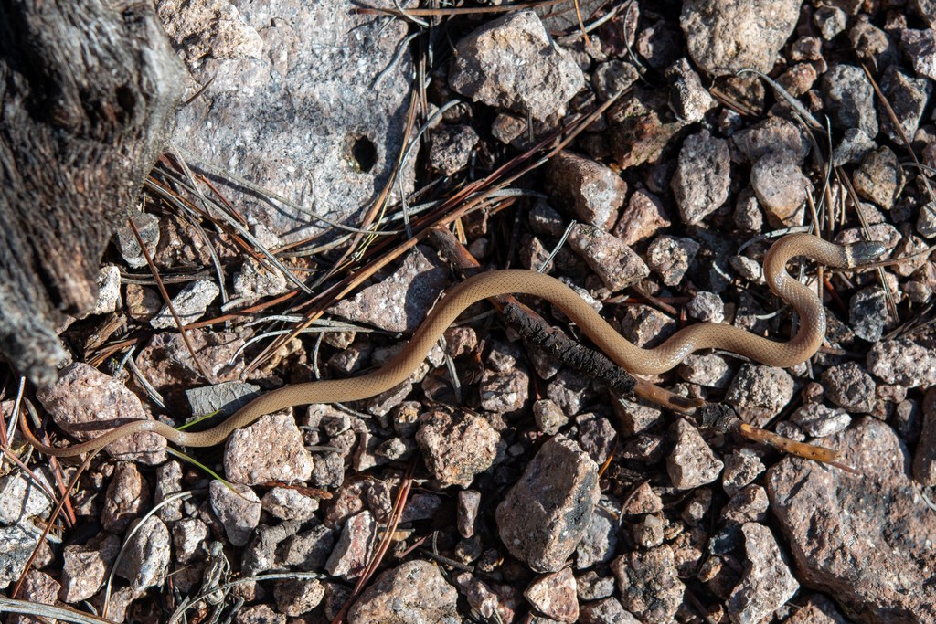 Chihuahuan black-headed snake showing a dark head and small body