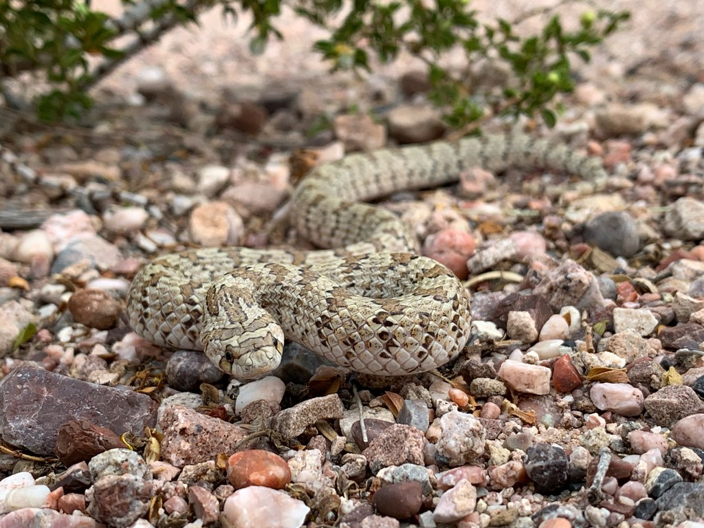 Chihuahuan hook-nosed snake on sandy desert ground
