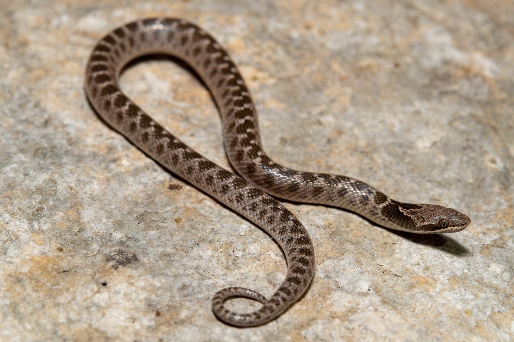 Chihuahuan nightsnake on rocky ground at night