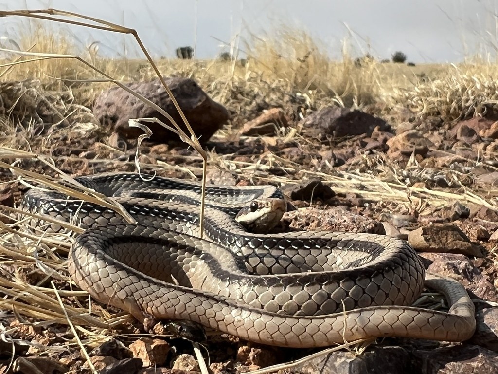Eastern patch-nosed snake stretched across pale ground