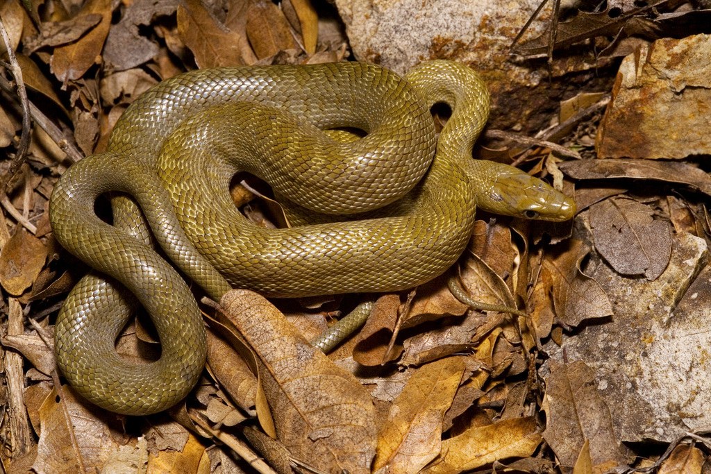 Green ratsnake on leaf litter