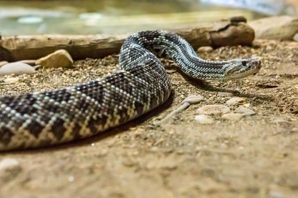 Western diamond-backed rattlesnake coiled on desert ground