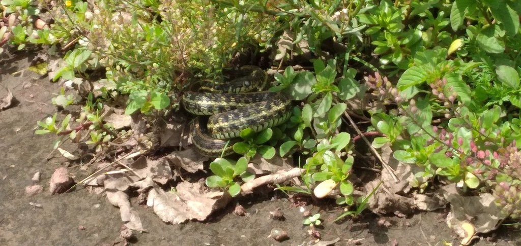 Mexican gartersnake near water with pale body stripes