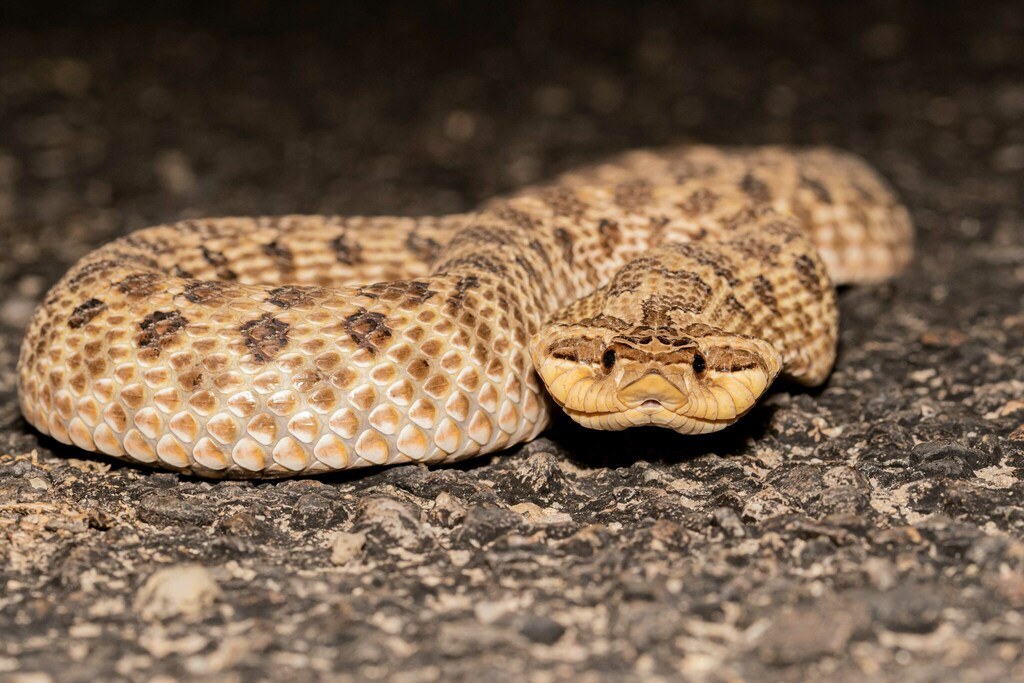 Mexican hog-nosed snake on loose soil