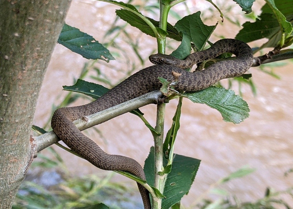 Narrow-headed gartersnake on streamside rocks