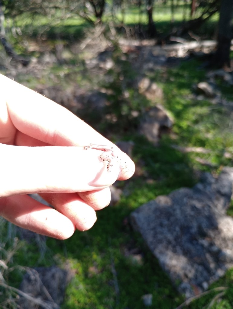 Threadsnake resembling a slender earthworm on bare ground