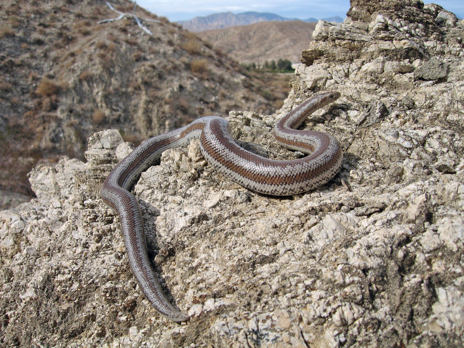 Rosy boa with lengthwise stripes on pale sand