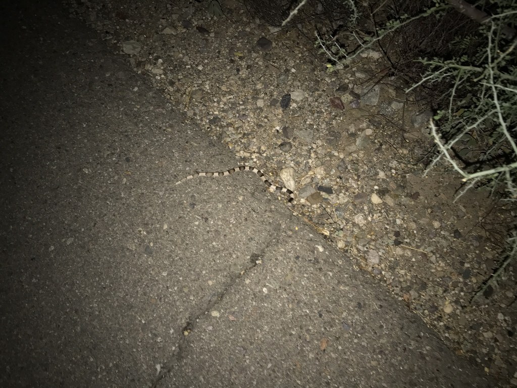 Saddled leaf-nosed snake on sandy ground