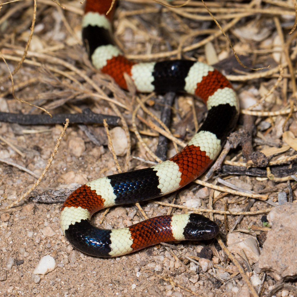 Sonoran coralsnake with red, yellow, and black rings on bare ground