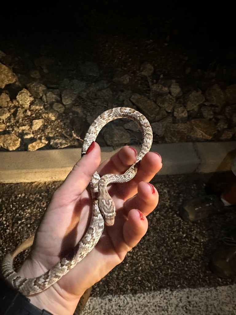 Sonoran lyresnake with blotched body pattern