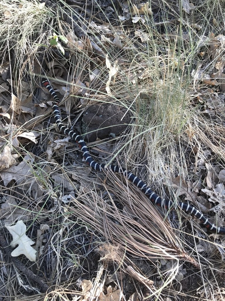 Sonoran mountain kingsnake with red, black, and pale bands