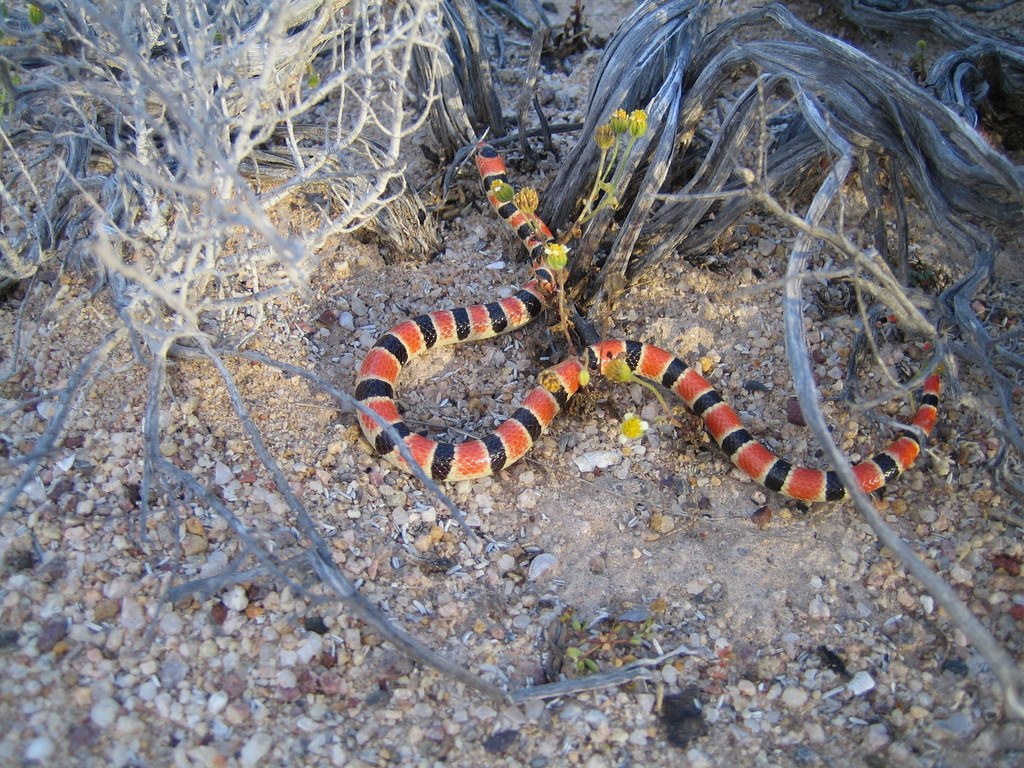 Sonoran shovel-nosed snake with black and red bands on sand