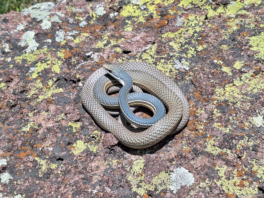 Sonoran whipsnake stretched across desert ground