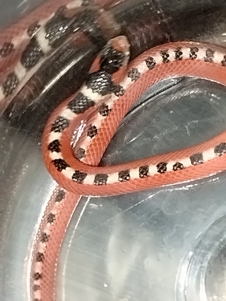 Thornscrub hook-nosed snake on sandy soil