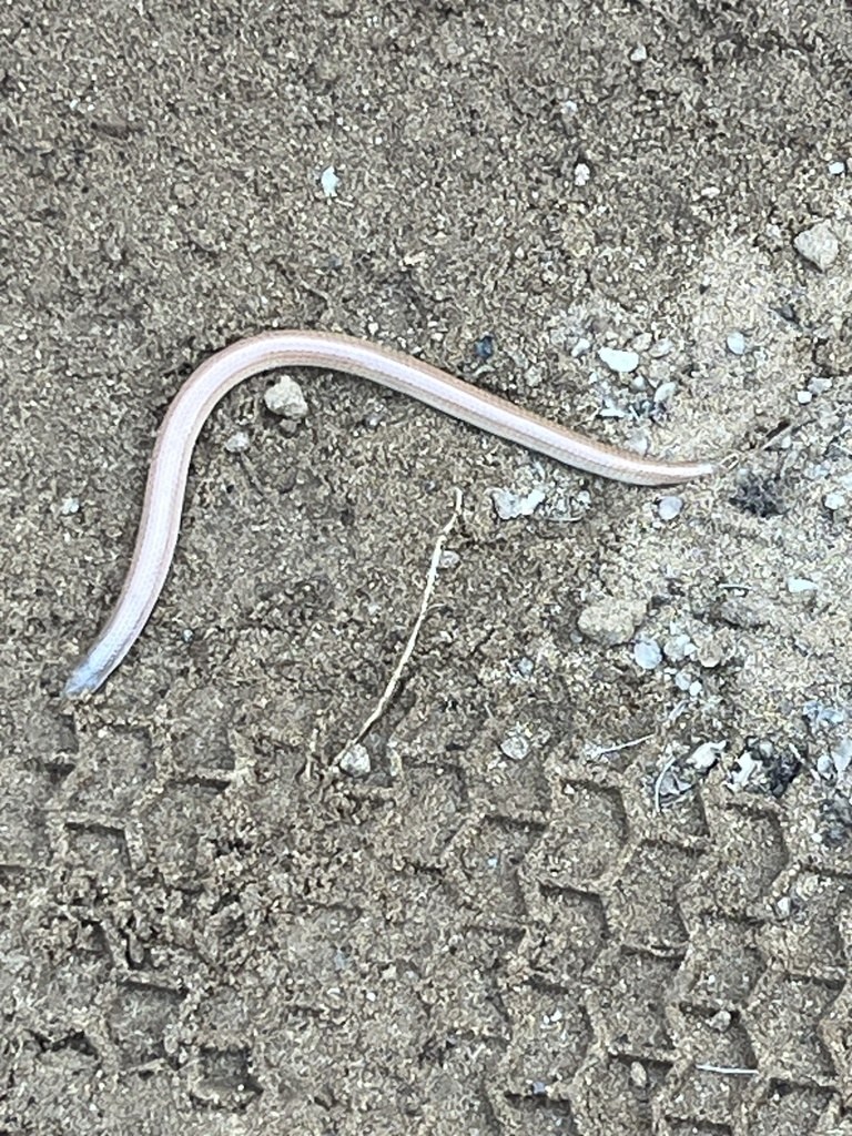 Variable sandsnake on desert sand