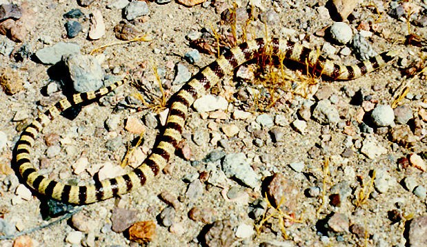 Western shovel-nosed snake on desert sand