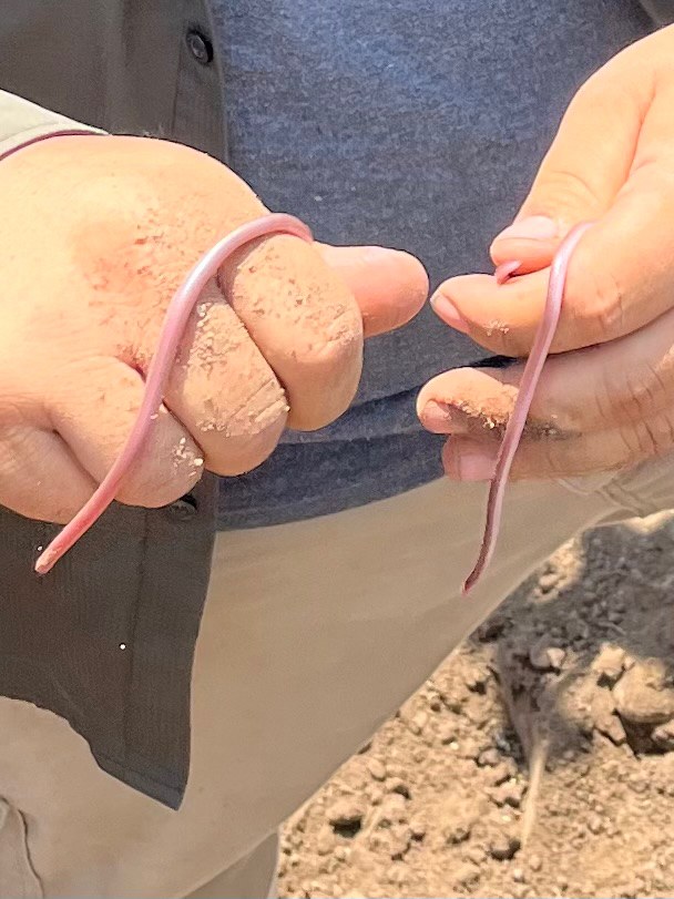 Western threadsnake stretched across bare ground