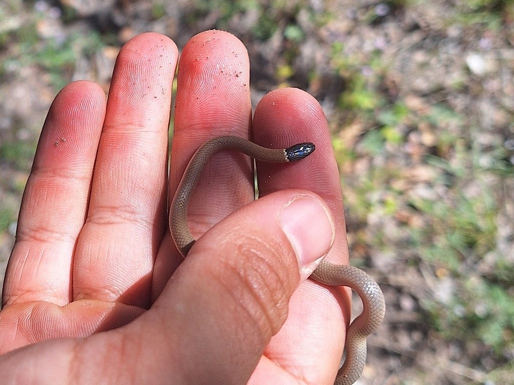 Yaqui black-headed snake showing a dark head and slender body