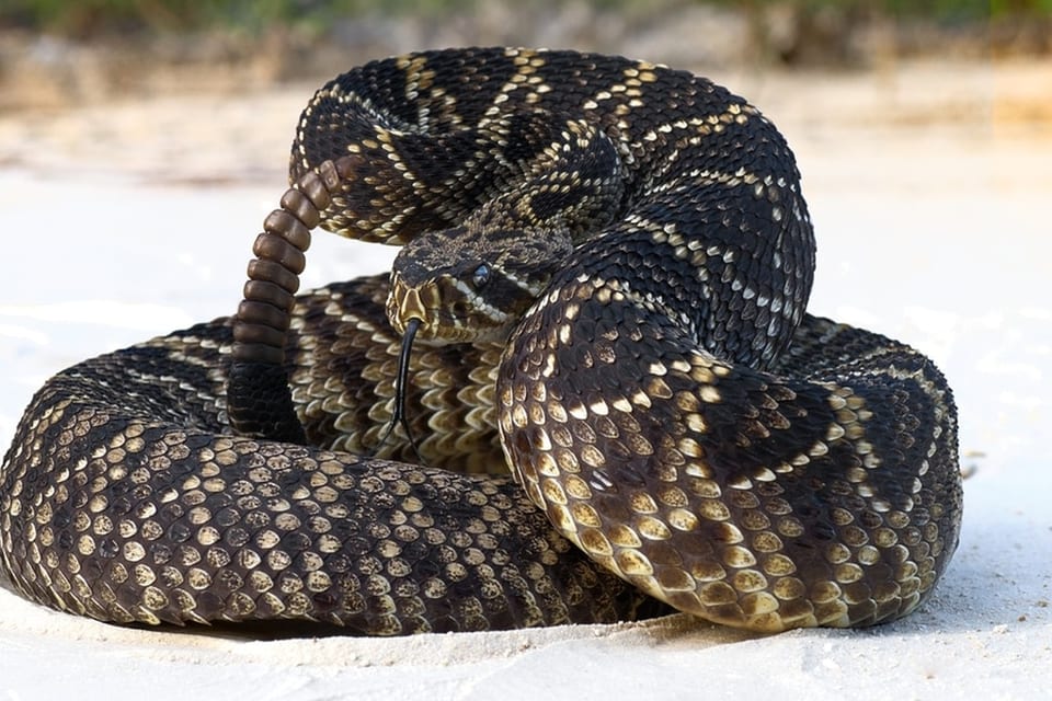 Eastern diamond-backed rattlesnake coiled on pale sand