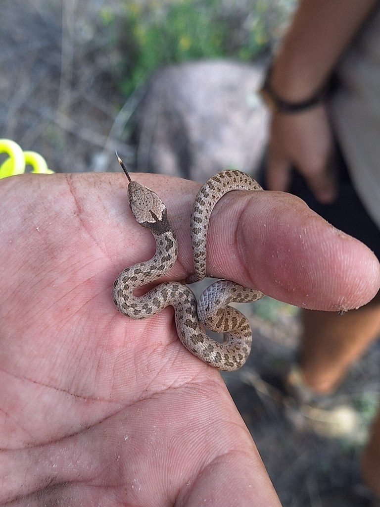 Hooded Nightsnake, Hypsiglena sp. nov., currently treated within Hypsiglena chlorophaea, from Nogales, Arizona