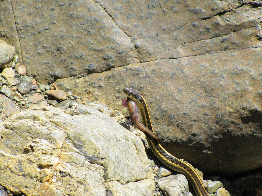 Aquatic Gartersnake (Thamnophis atratus) photographed in the field