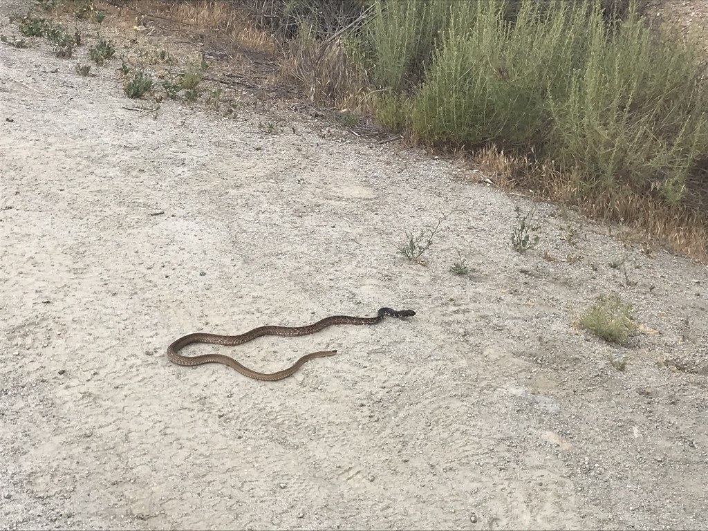 Baja California Coachwhip (Masticophis fuliginosus) photographed in the field