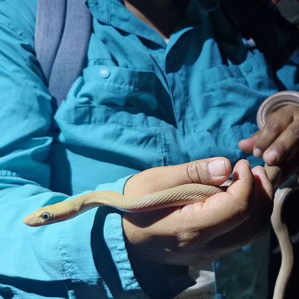 Baja California Ratsnake (Bogertophis rosaliae) photographed in the field