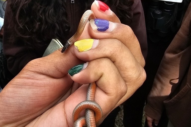 California Black-headed Snake (Tantilla planiceps) photographed in the field